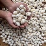 Why Makhana is a Superfood: Nutritional Facts & Benefits Explained