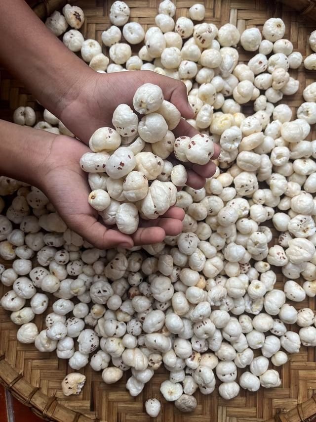 Hands holding fresh phool makhana superfood, a traditional healthy snack made from lotus seeds, spread on a bamboo basket.